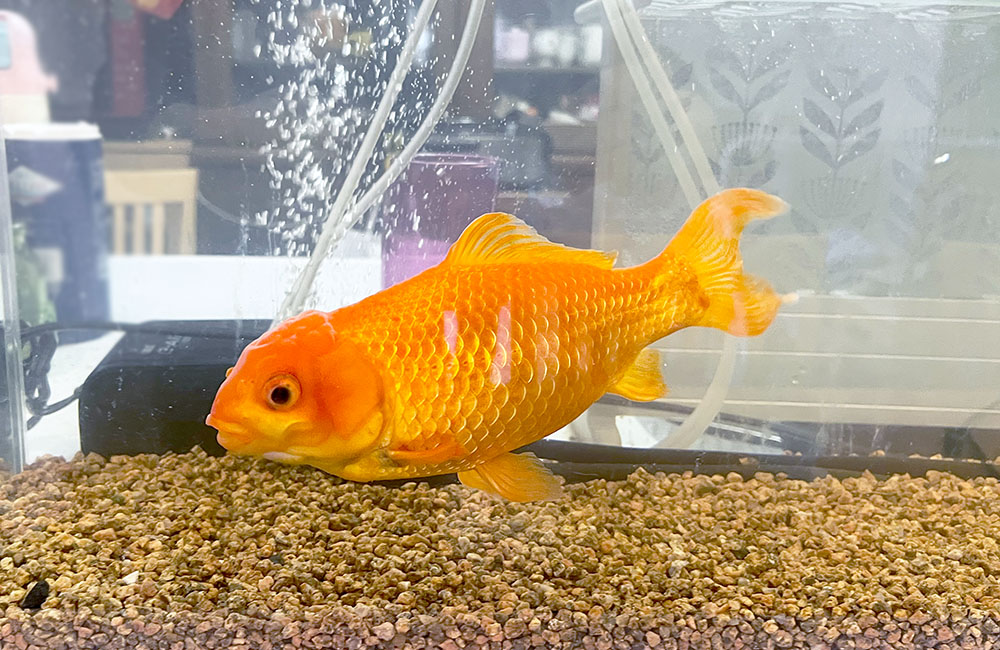 砂利を敷いた水槽内を泳ぐオレンジ色の金魚と気泡
