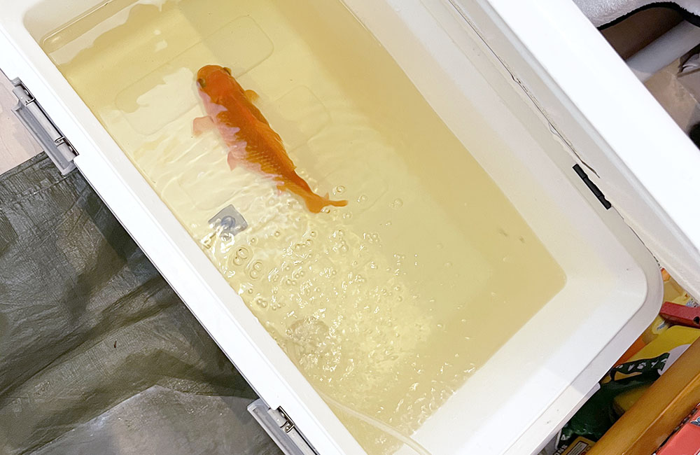 白いクーラーボックス内で泳ぐオレンジ色の金魚