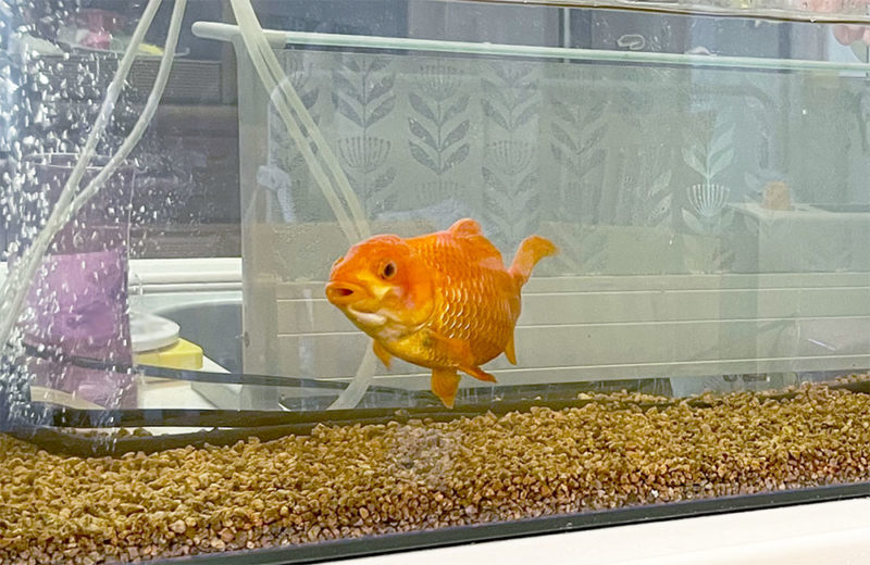 金魚水槽を掃除!コケとフィルター掃除のスポットメンテナンス事例 水槽画像5