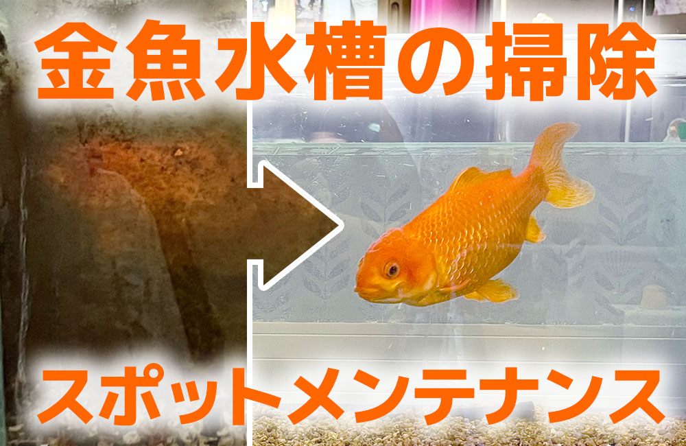 金魚水槽を掃除！コケとフィルター掃除のスポットメンテナンス事例