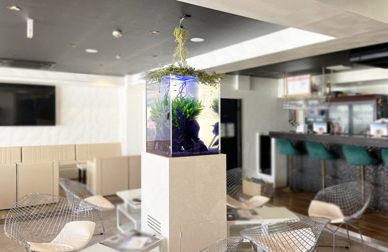 飲食店のスタイリッシュなハイタイプ水槽!販売・メンテナンス事例 水槽画像5