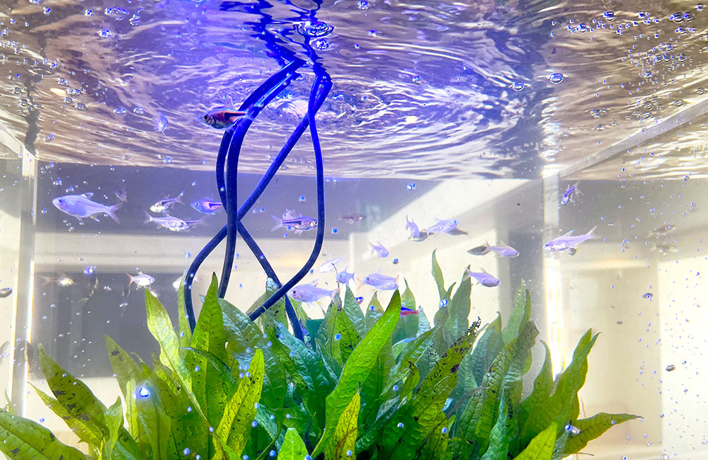水草の上を泳ぐ小型カラシンと水面に浮かぶ気泡