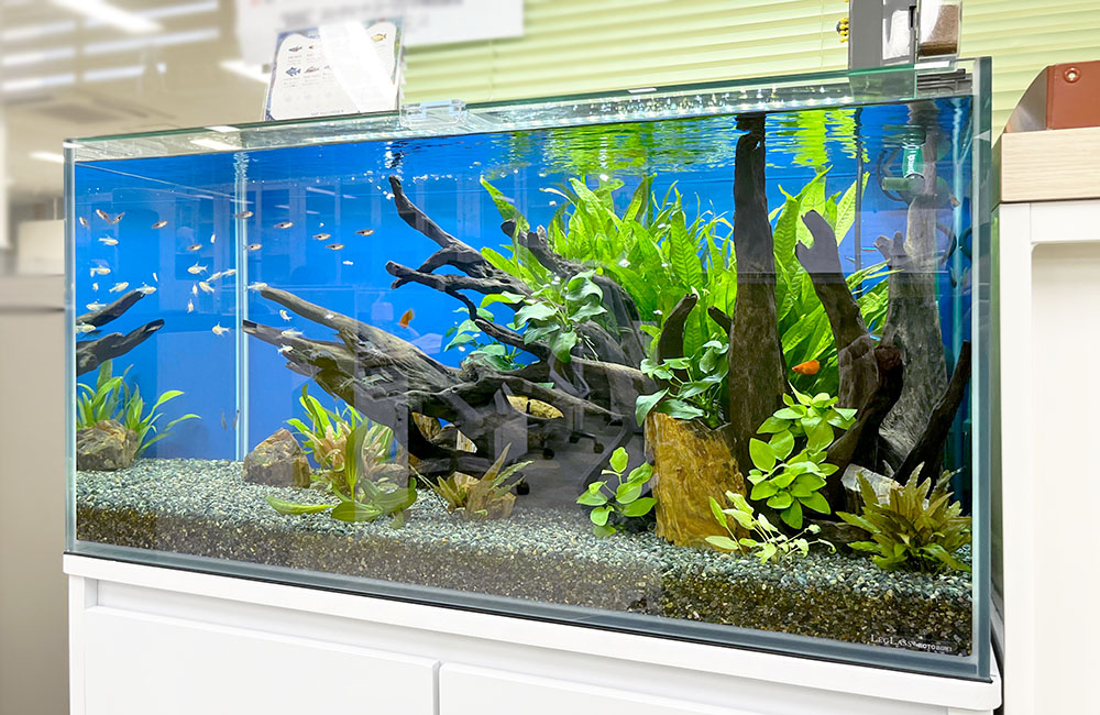 流木と水草を配置した青い背景の熱帯魚水槽