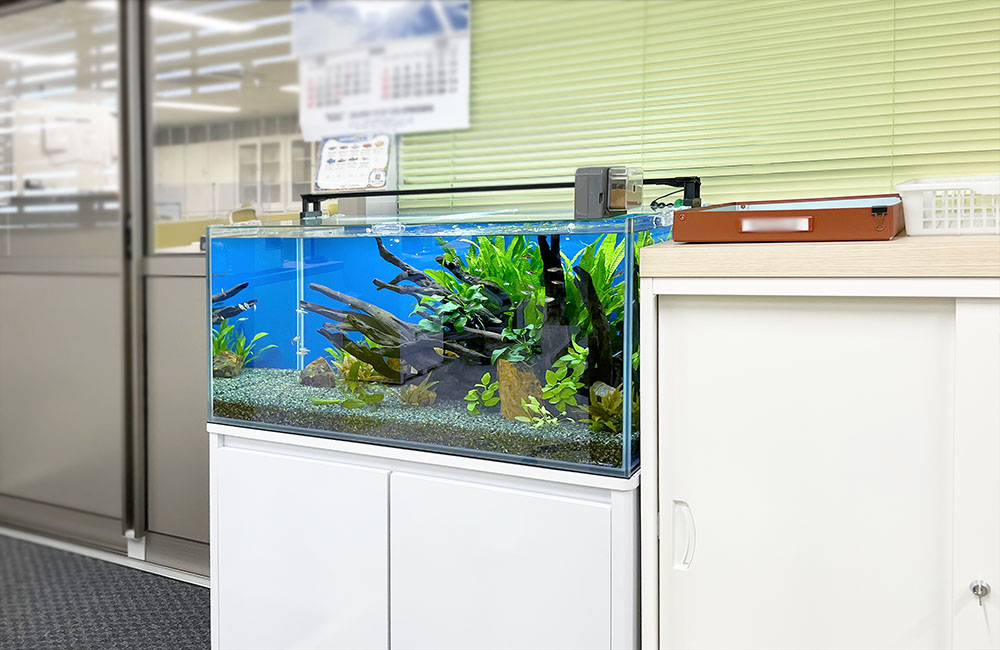 オフィスに設置された流木と水草の淡水熱帯魚水槽