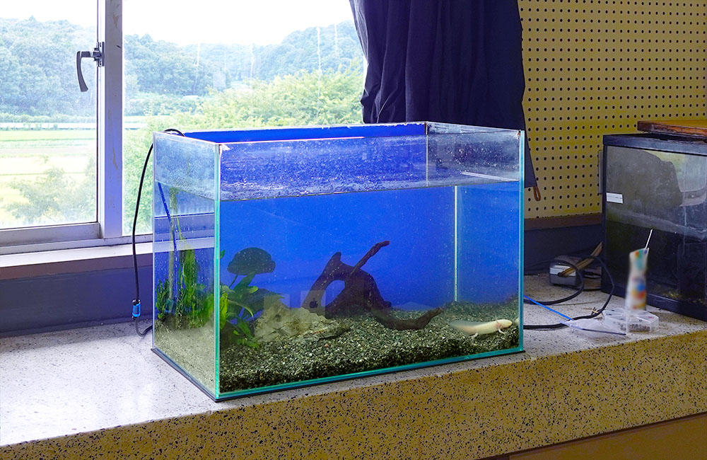 窓際に置かれたウーパールーパーと流木の水槽