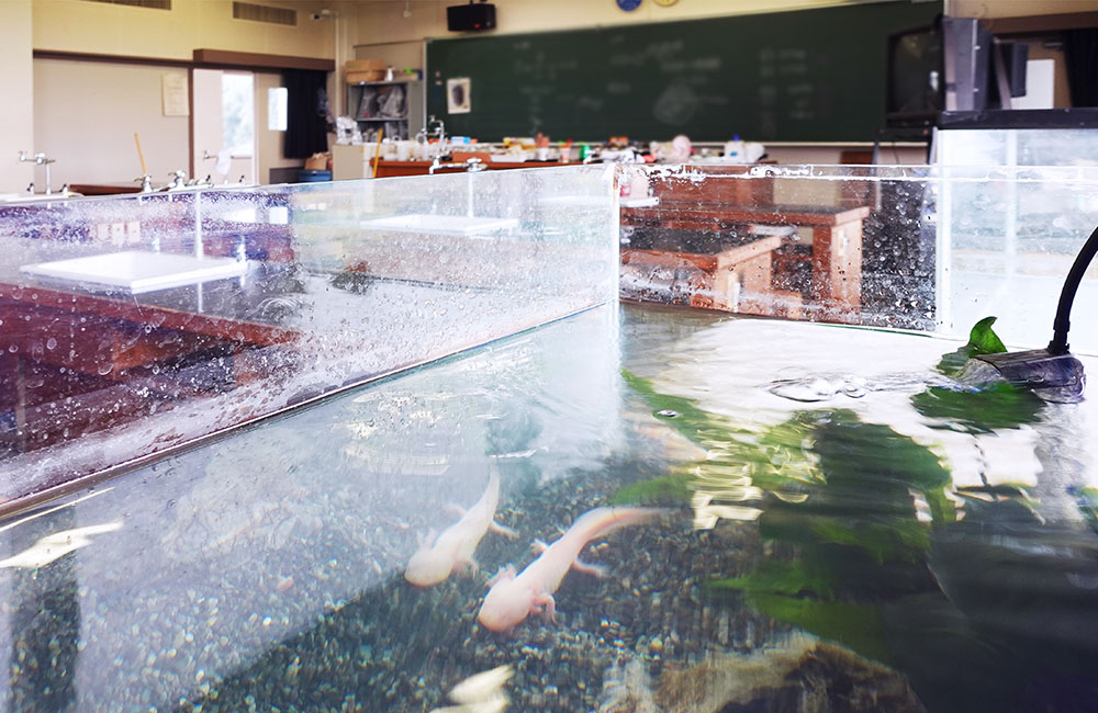 理科室の水槽で泳ぐ2匹のウーパールーパー