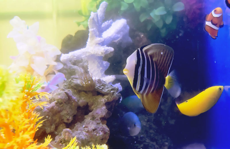 待合室の90cm海水魚水槽 レンタル事例 水槽画像4