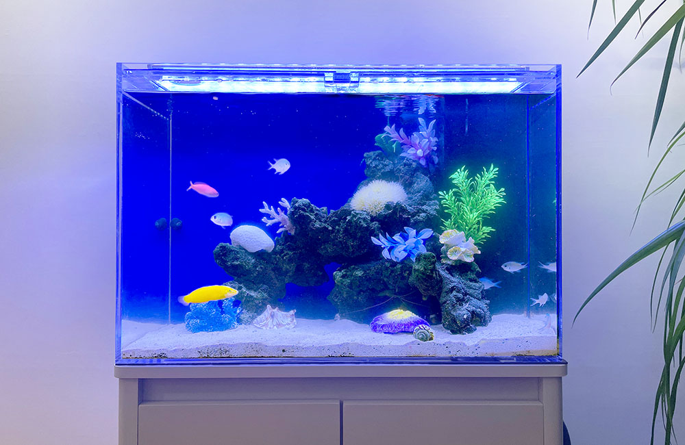 リビングの60cm海水魚水槽　レンタル事例
