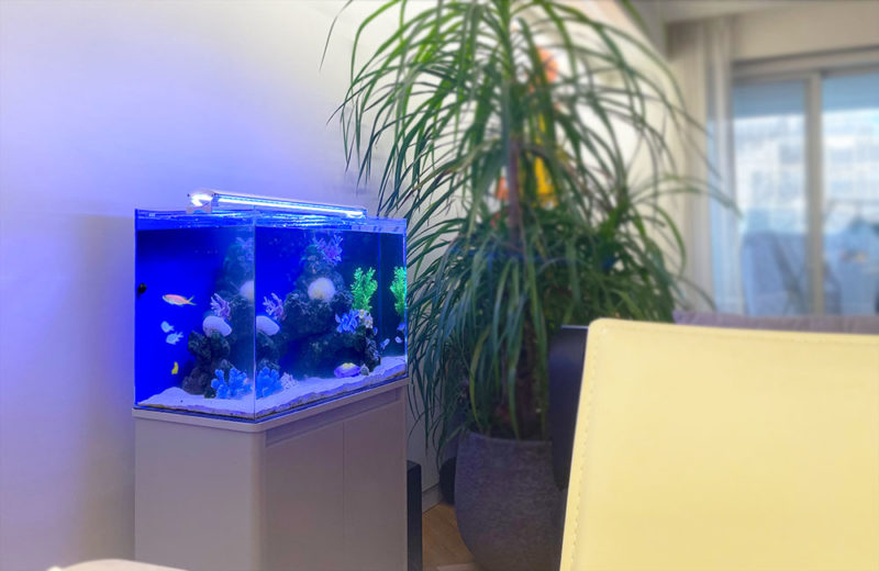 リビングの60cm海水魚水槽 レンタル事例 水槽画像3