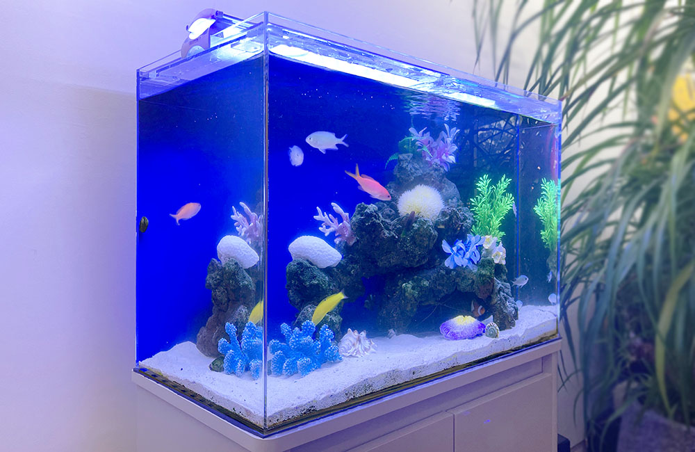 青い背景に海水魚とサンゴ模型を配置した水槽セット