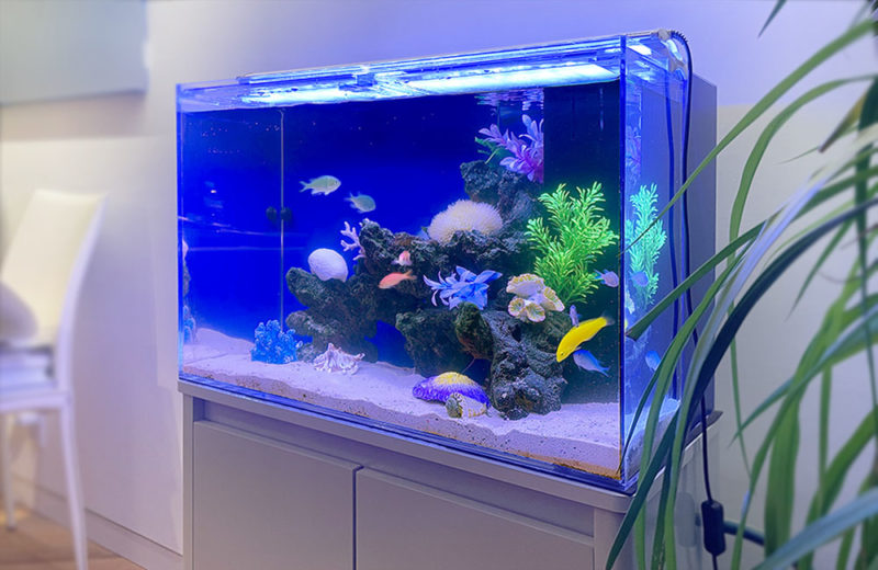 リビングの60cm海水魚水槽 レンタル事例 水槽画像5