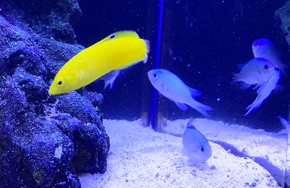 黄色い海水魚と青い小魚が泳ぐサンゴ砂の海水水槽