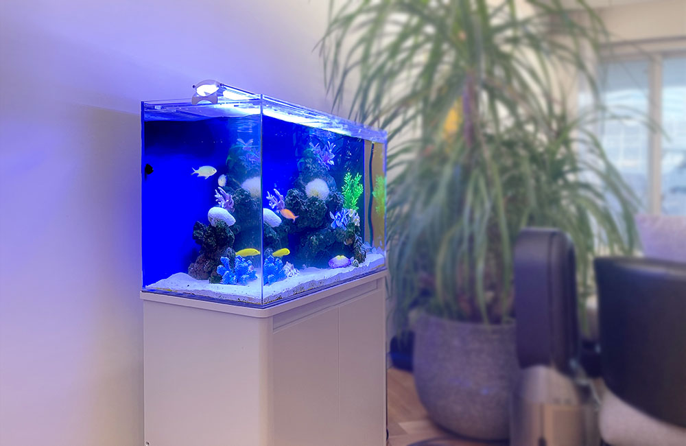 青い照明の海水魚水槽と室内の観葉植物