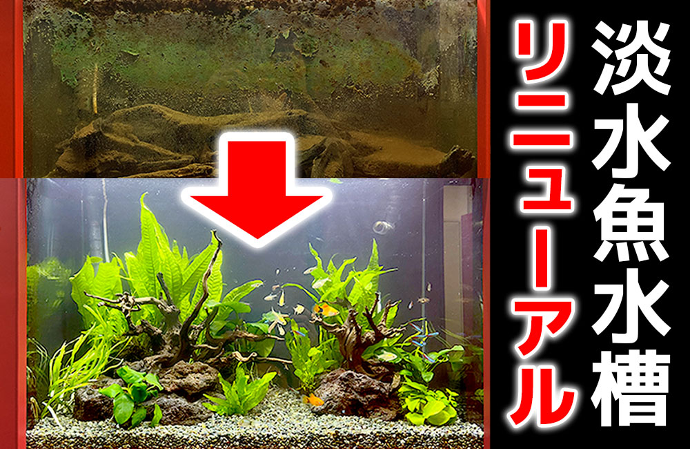 60cm淡水魚水槽リニューアル・定期メンテナンス事例