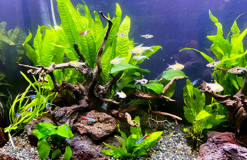 流木と水草に囲まれて泳ぐネオンテトラの仲間と小型熱帯魚