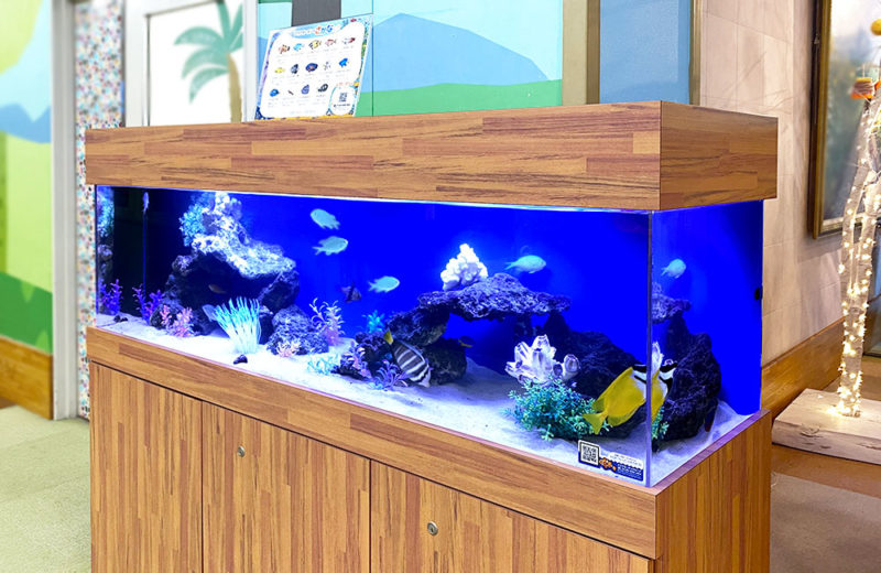 150cm海水魚水槽レンタル事例 その後 水槽画像3