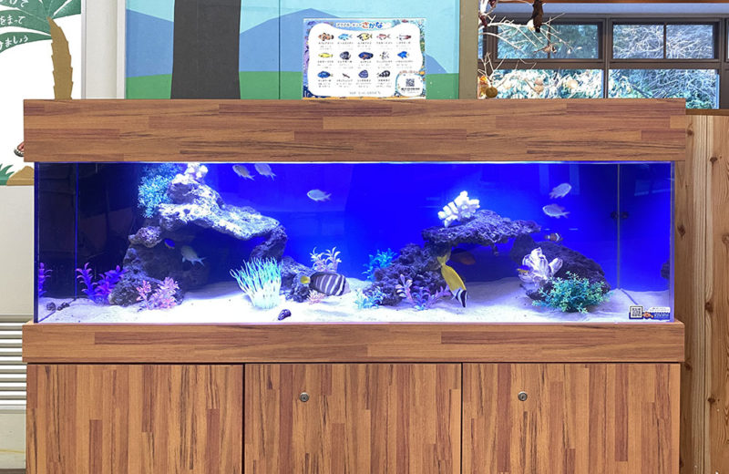 150cm海水魚水槽レンタル事例 その後 水槽画像2