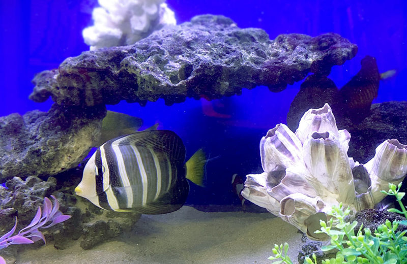 150cm海水魚水槽レンタル事例 その後 水槽画像4