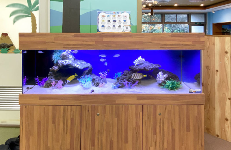 150cm海水魚水槽レンタル事例 その後 水槽画像5