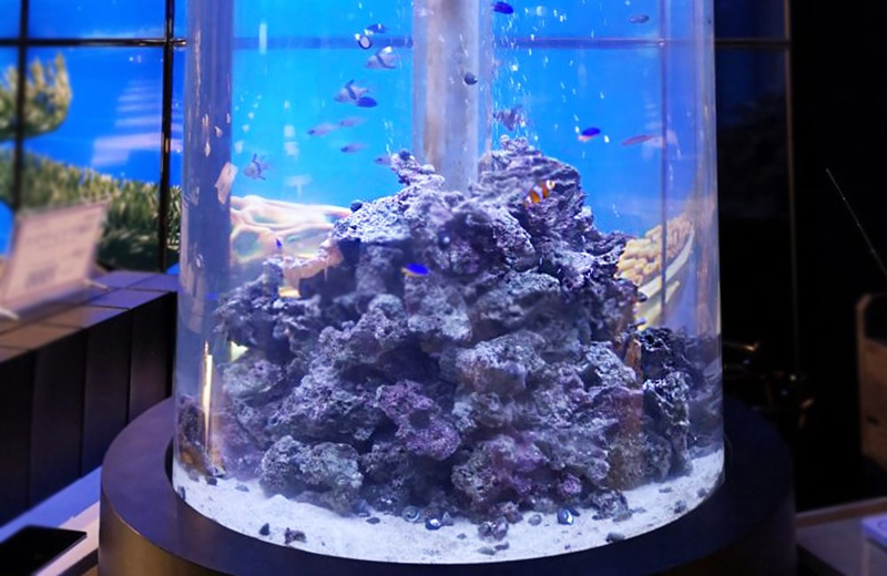 円柱水槽に積まれたライブロックと泳ぐ海水魚の群れ