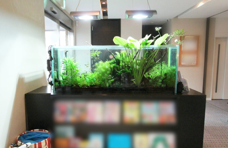 積水ハウス様 モデルハウスに設置 150cm淡水魚水槽販売・メンテナンス事例 水槽画像4
