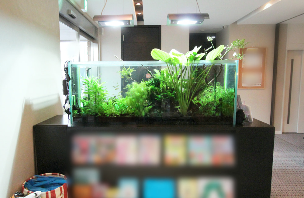 水草が茂る横長の水槽と上部から突き出る水生植物