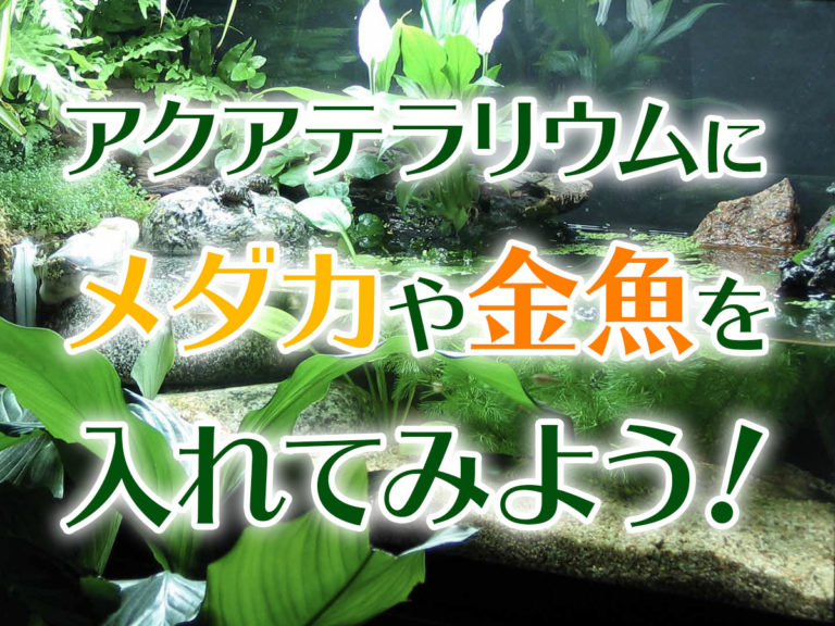 アクアテラリウムにメダカや金魚を入れてみようの見出し画像