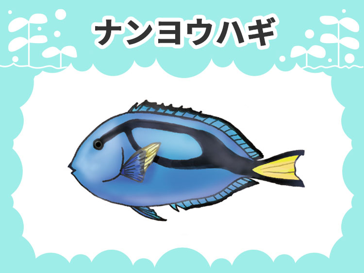 ナンヨウハギのお魚図鑑