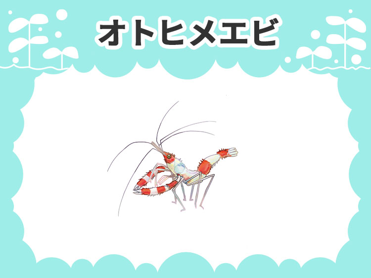 オトヒメエビのお魚図鑑