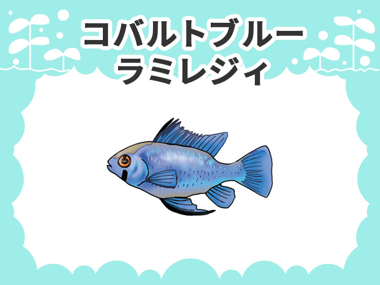コバルトブルーラミレジィのお魚図鑑