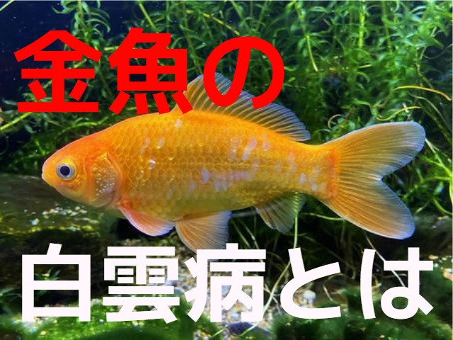 金魚の白雲病とはの文字と水草を背景に泳ぐ金魚の見出し画像