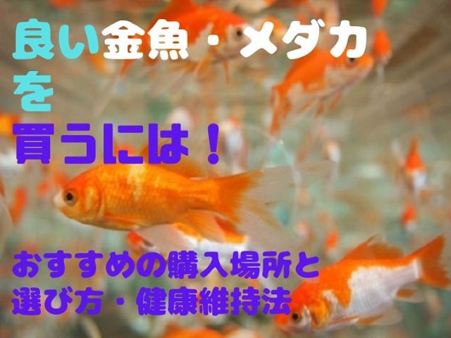 良い金魚・メダカを買うには!の文字と泳ぐ金魚の画像