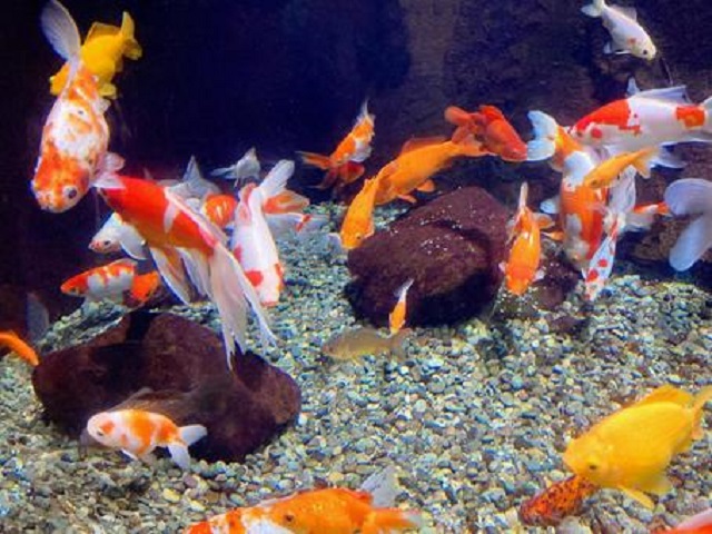 砂利を敷いた水槽内を泳ぐ色とりどりの金魚の群れ
