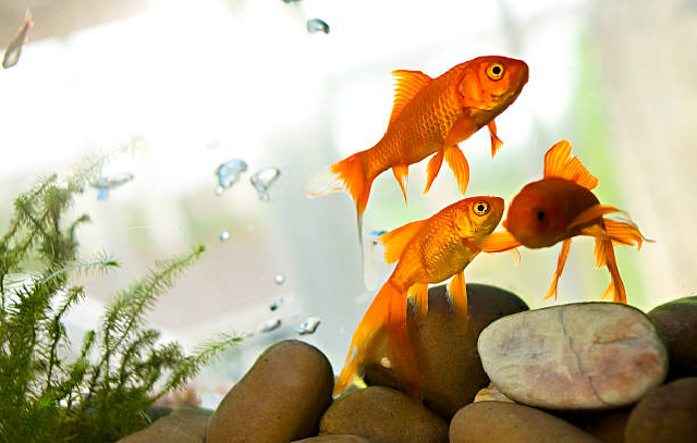 水槽内を泳ぐ3匹の金魚と水草や石のレイアウト