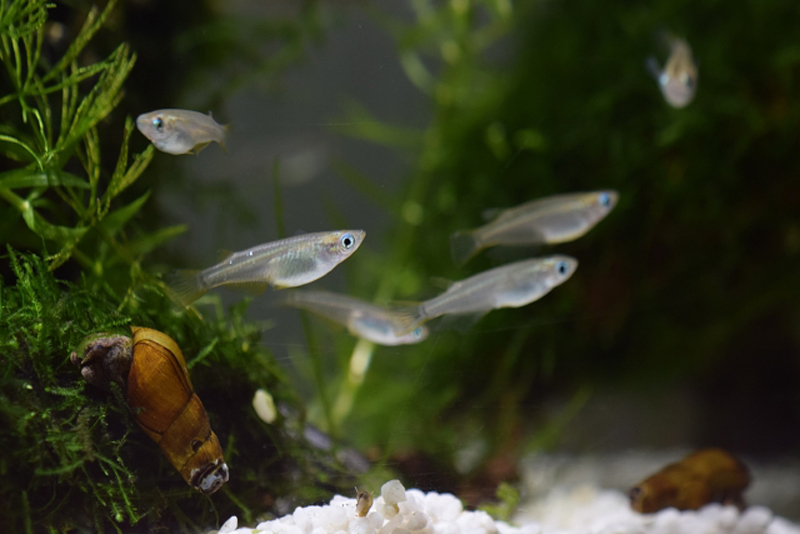 水草の間を泳ぐメダカと底砂にいる貝の仲間