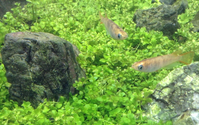 水草の絨毯の上を泳ぐ2匹のメダカと石のレイアウト