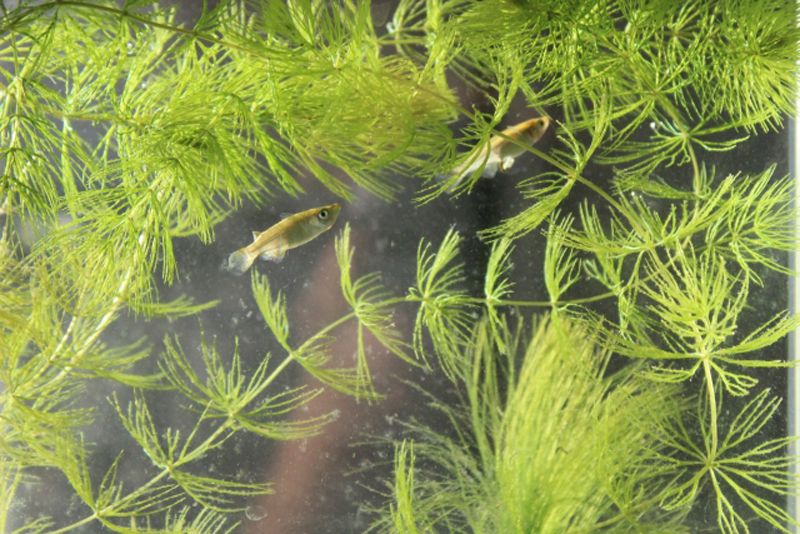 水草の間を泳ぐ2匹のメダカと生い茂るマツモ類
