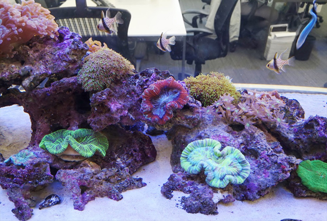サンゴが配置されたライブロックと泳ぐ海水魚の仲間