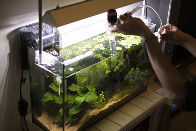 ホースで水換えを行う水草水槽とアヌビアス類の手入れ