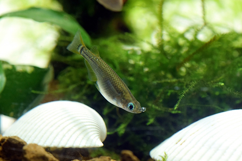 水草と白い貝殻のそばを泳ぐメダカの仲間