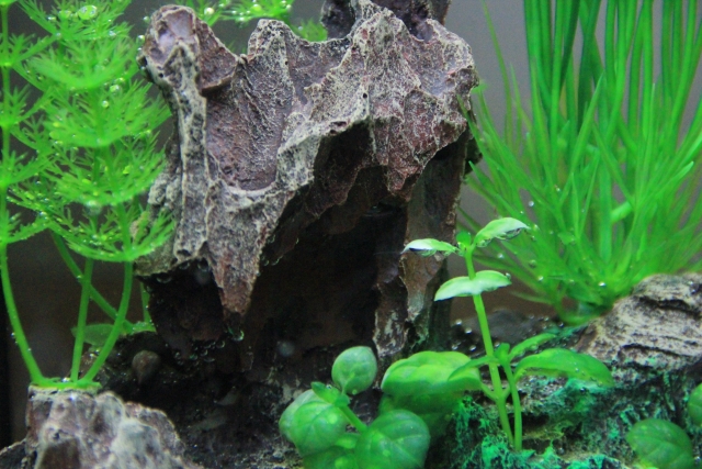 水槽内の岩のオブジェと周囲に配置された複数の水草