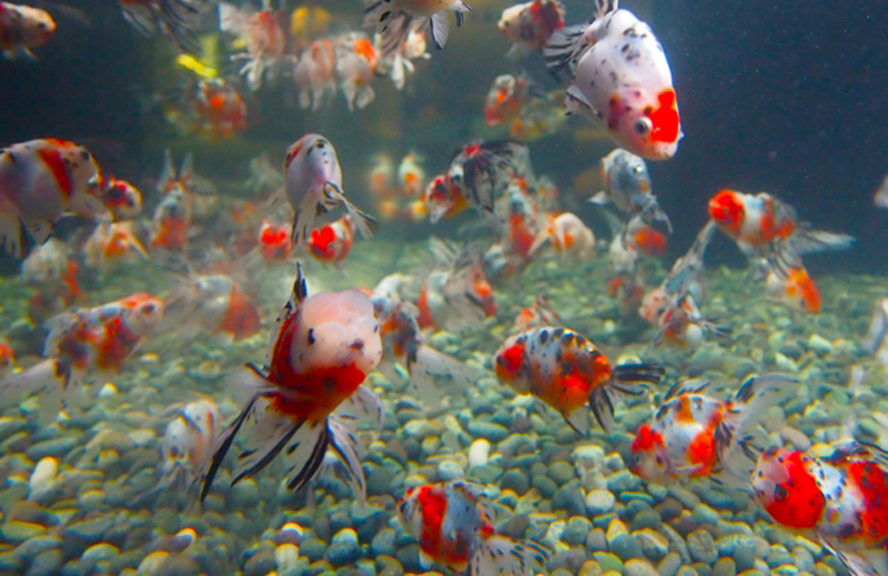 砂利を敷いた水槽内を泳ぐ多数の金魚の群れ