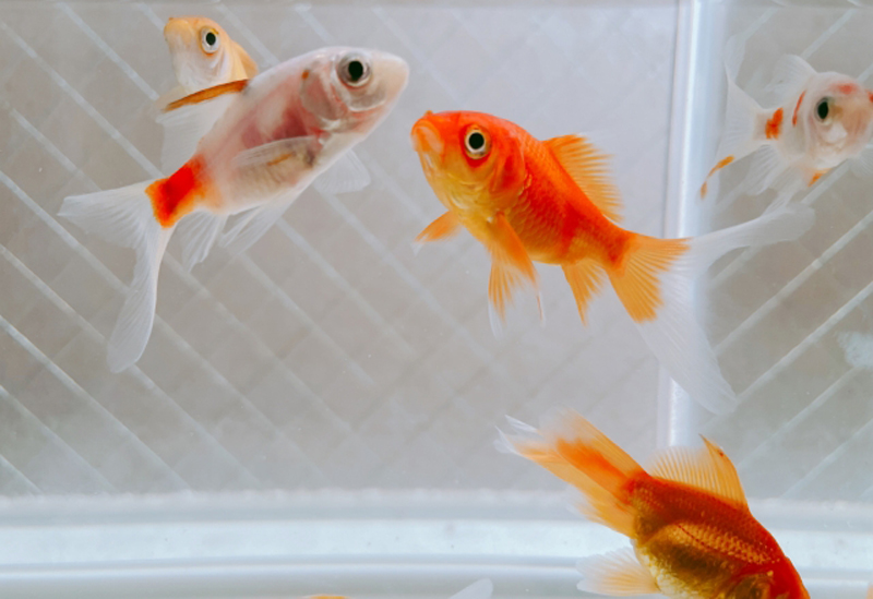 水槽内を泳ぐ赤色と白色の金魚の群れ