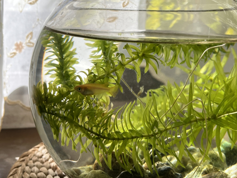 丸い金魚鉢で水草の間を泳ぐ一匹のメダカ