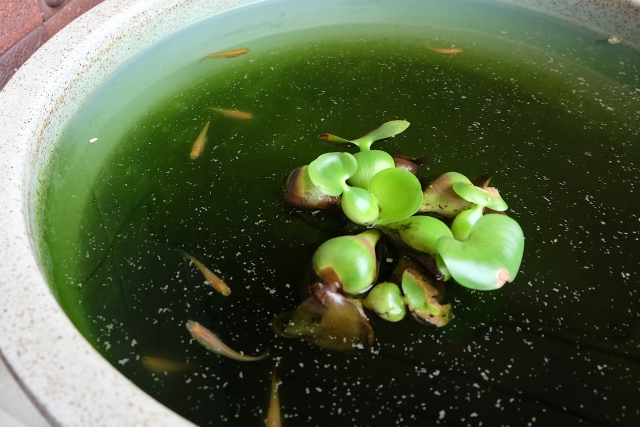 睡蓮鉢のグリーンウォーターで泳ぐメダカと浮き草