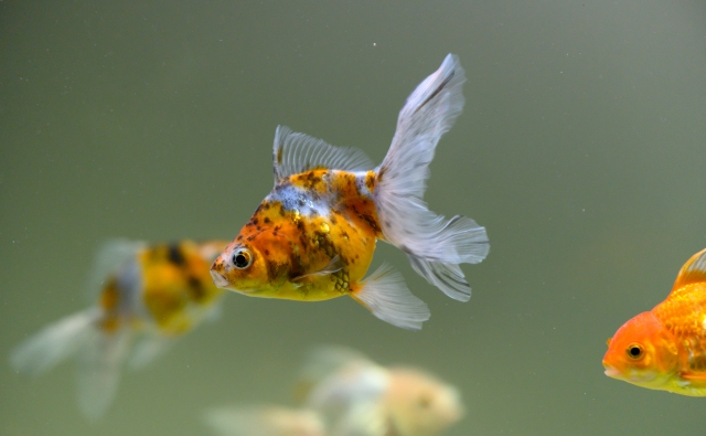 水槽内を泳ぐ三色模様の金魚とオレンジ色の金魚