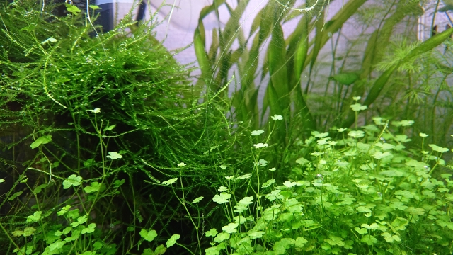 水槽内に群生する数種類の水草とウィローモス類