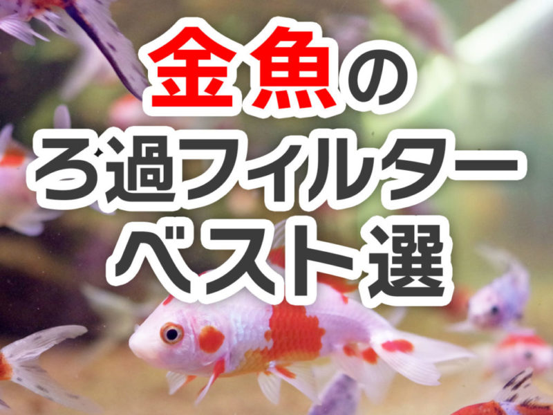 金魚のろ過フィルターベスト選の文字と泳ぐ金魚の画像