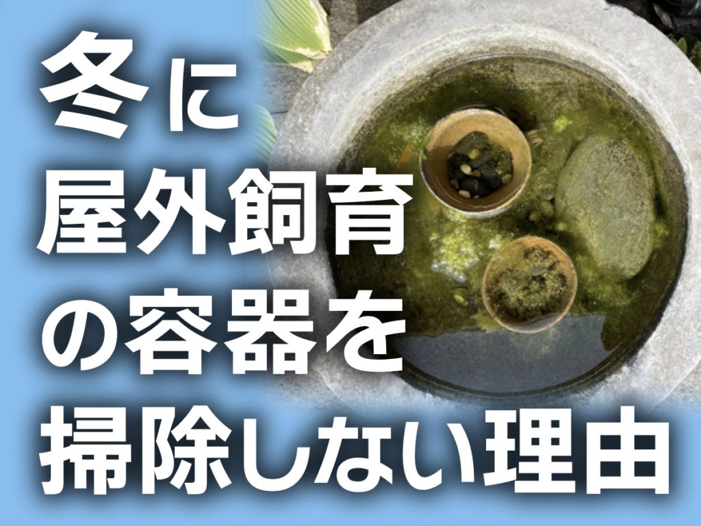 冬の屋外飼育容器を掃除しないで良い理由!春に行う管理方法もご紹介のサムネイル画像