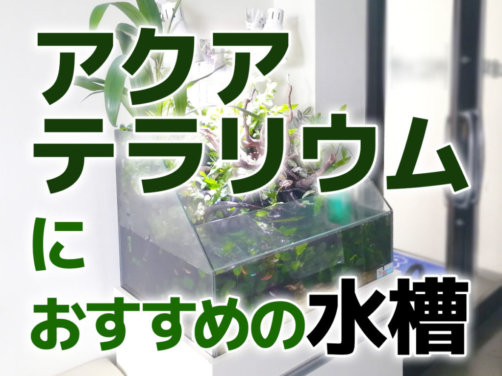 アクアテラリウム水槽のおすすめベスト5!専用水槽で快適に楽しもうのサムネイル画像